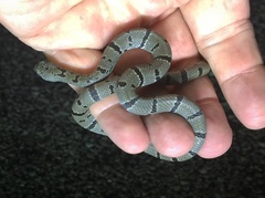 Lampropeltis alterna