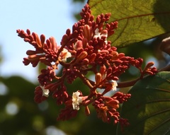 Piliostigma foveolatum