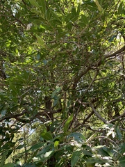 Diospyros mespiliformis