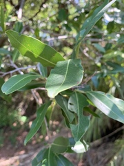 Diospyros mespiliformis