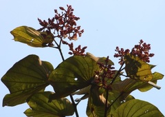Piliostigma foveolatum