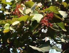Piliostigma foveolatum