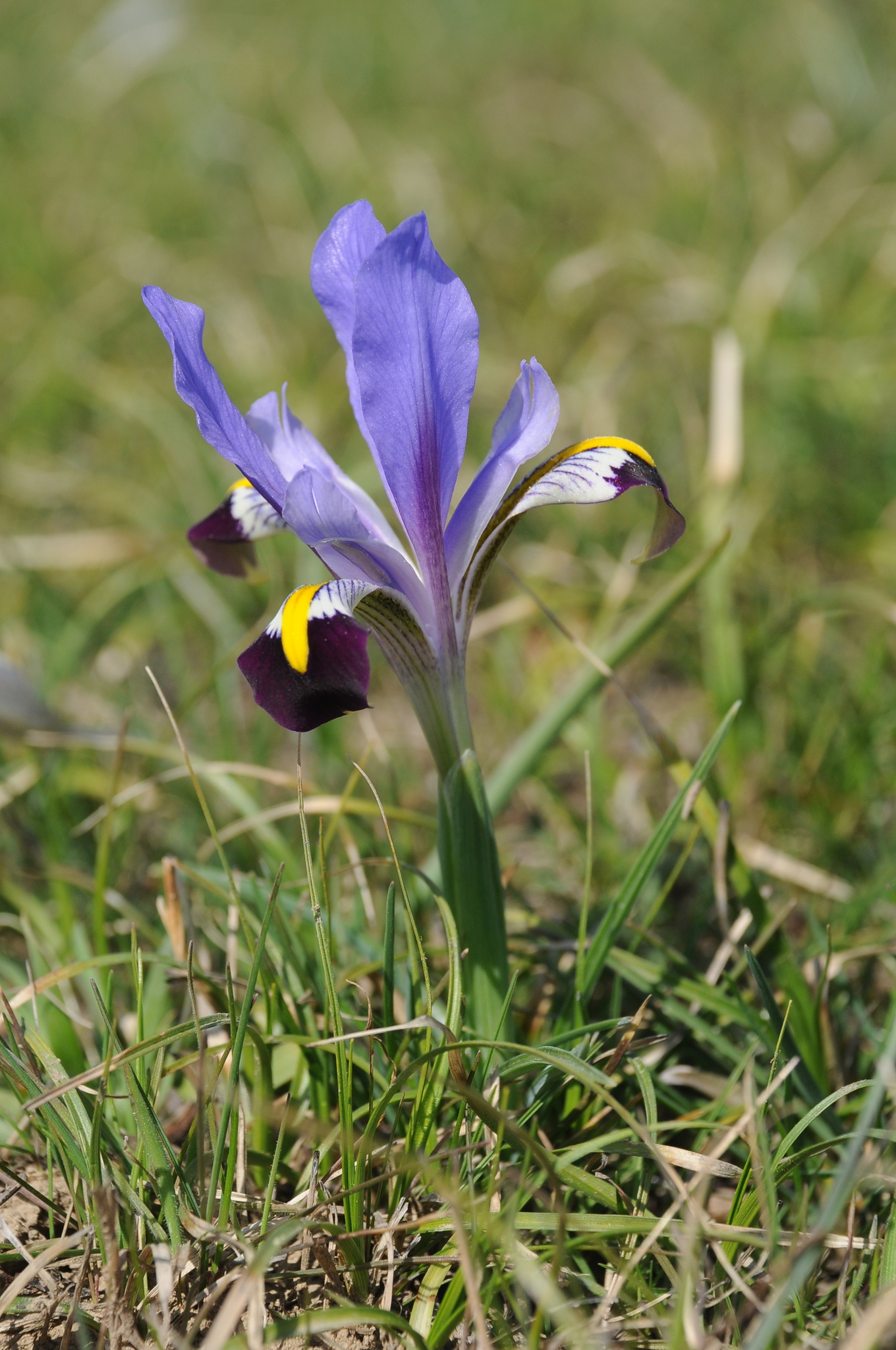Iris