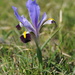 Irises - Photo (c) vladimir_epiktetov, some rights reserved (CC BY-NC), uploaded by vladimir_epiktetov