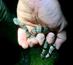 Lampropeltis alterna