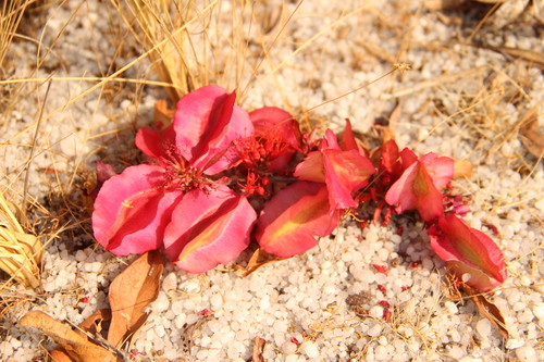 Combretum platypetalum image