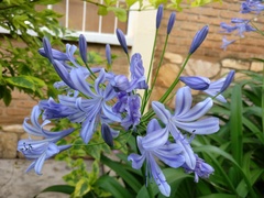Agapanthus praecox