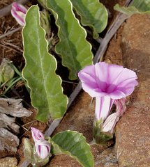Ipomoea ommanneyi