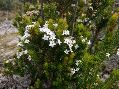 Epacris heteronema