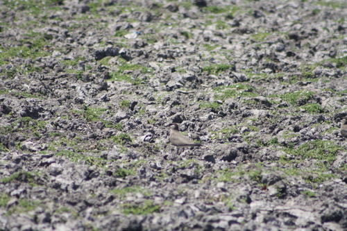 iNaturalist image