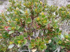 Eucalyptus vernicosa