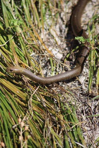 Rottnest Island Dugite sighting