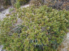Eucalyptus vernicosa