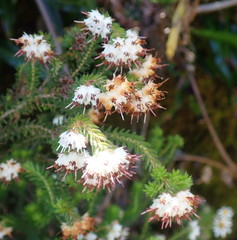 Erica stylaris
