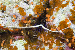 Panulirus versicolor