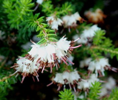Erica stylaris