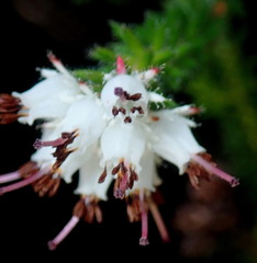 Erica stylaris