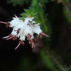 Erica stylaris