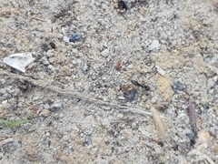 Brachyponera sennaarensis