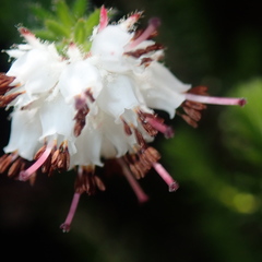 Erica stylaris