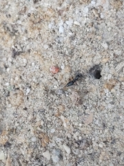 Brachyponera sennaarensis