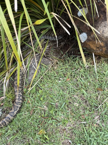 Coastal Carpet Python sighting