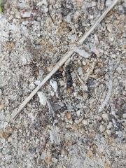 Brachyponera sennaarensis