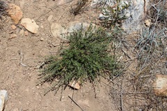 Aspalathus subtingens