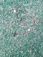 Brachyponera sennaarensis