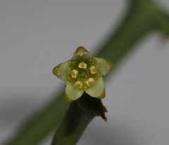 Thesium scandens
