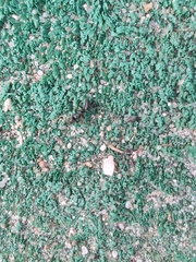 Brachyponera sennaarensis