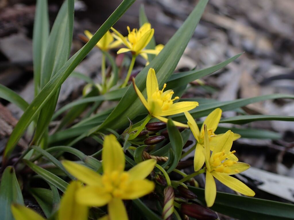 Tricoryne humilis