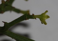 Thesium scandens