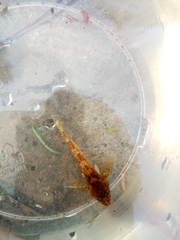 Cottus koshewnikowi