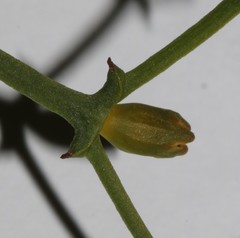 Thesium scandens