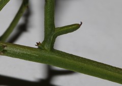 Thesium scandens