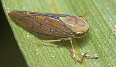 Tartessini