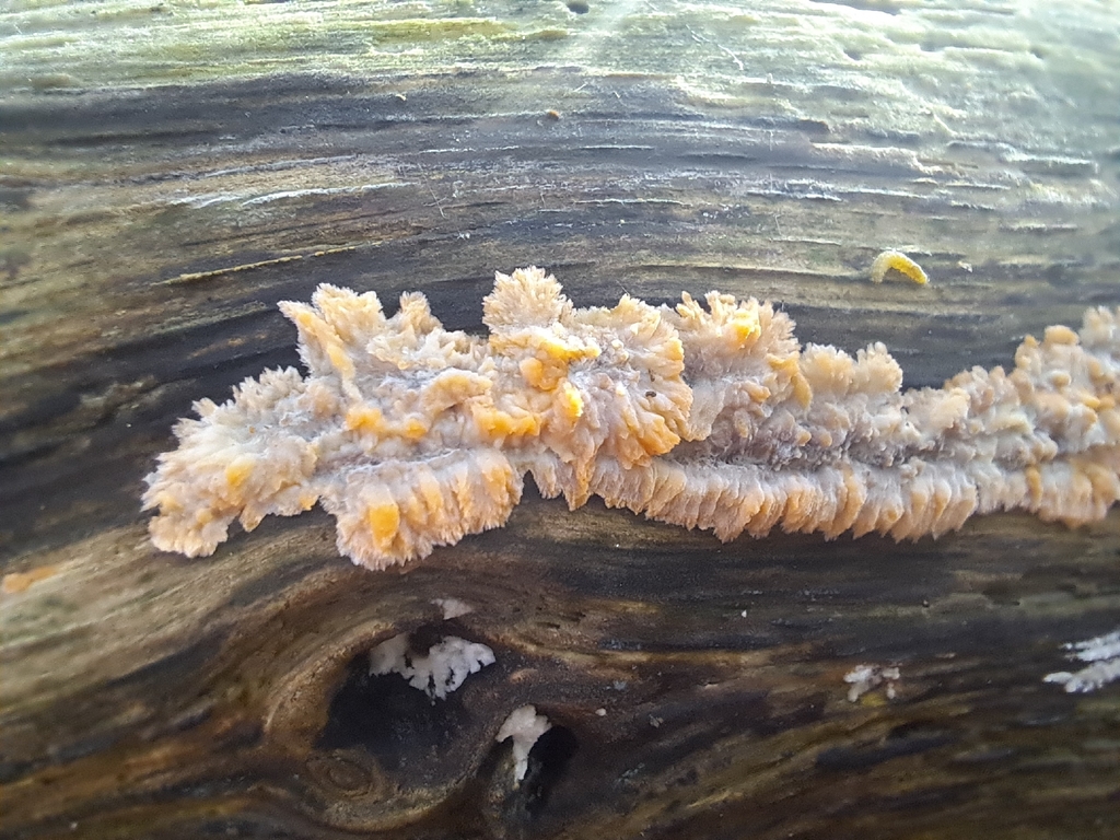 Phlebia radiata · November 2025 · photo: © marisnocatpiss (iNaturalist, cc-by)