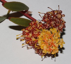 Leucospermum secundifolium