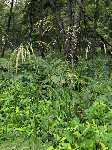 Glyceria leptolepis iNat (2)
