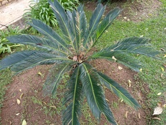 Cycas revoluta