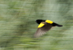 Euplectes capensis approximans