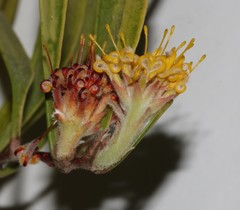 Leucospermum secundifolium