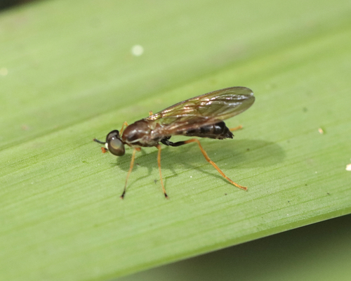 Ptecticus lanei
