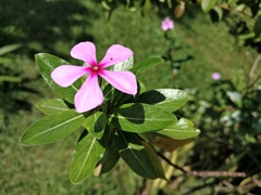 Catharanthus roseus