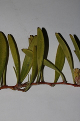 Leucospermum secundifolium