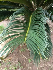Cycas revoluta