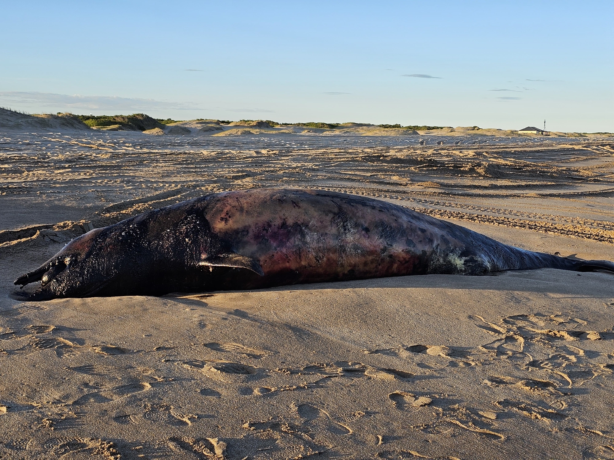 Mesoplodon eueu