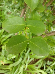 Eugenia uniflora