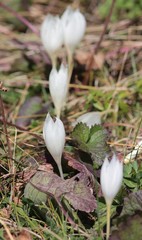 Crocus vallicola